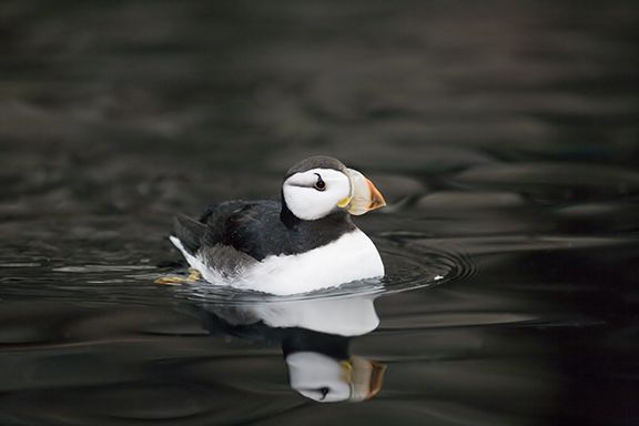 puffin.jpg