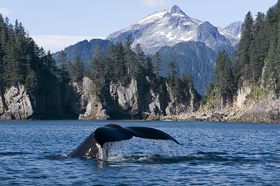 whale.jpg
