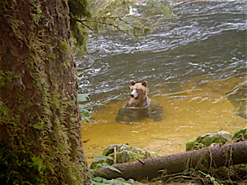 anan-bear