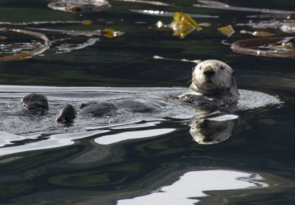sea-otter-kelp-sm