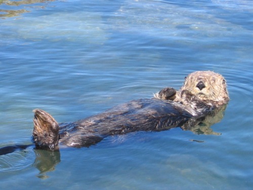 k-bay-otter