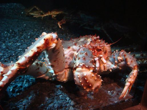 crab crab
