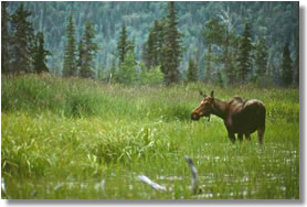 moose