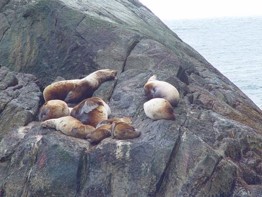sea-lions