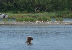 bears