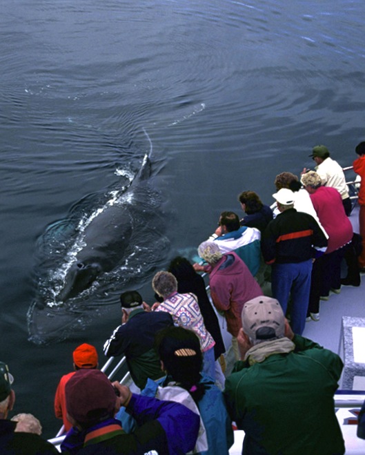 whale